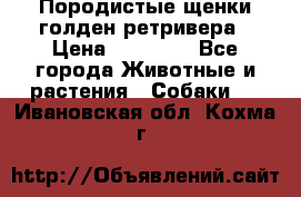 Породистые щенки голден ретривера › Цена ­ 25 000 - Все города Животные и растения » Собаки   . Ивановская обл.,Кохма г.